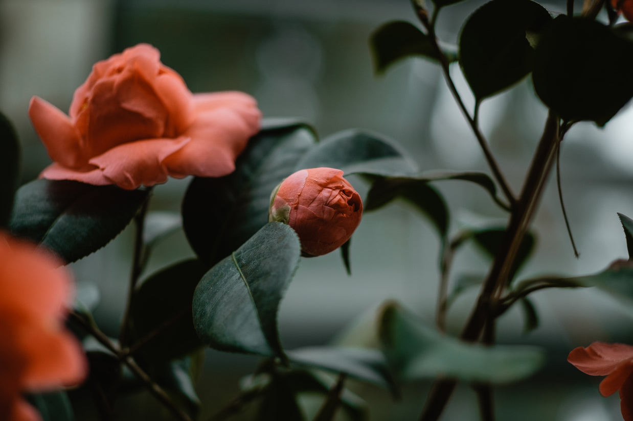 candle rose du sejour