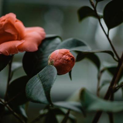 candle rose du sejour