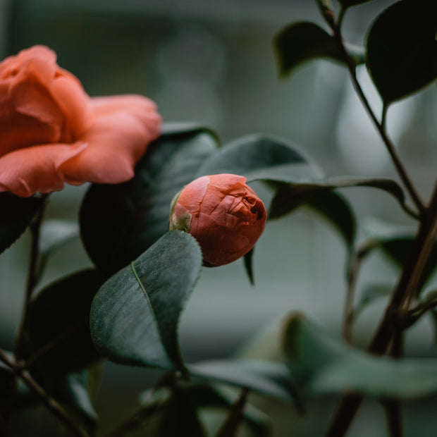 candle rose du sejour