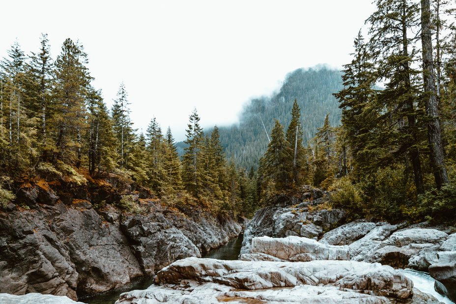 rugged joy forest